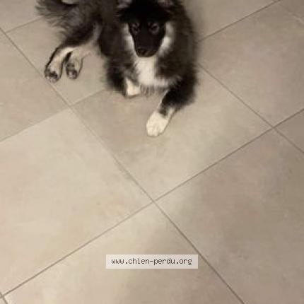 Photo de chien perdu à Gerardmer