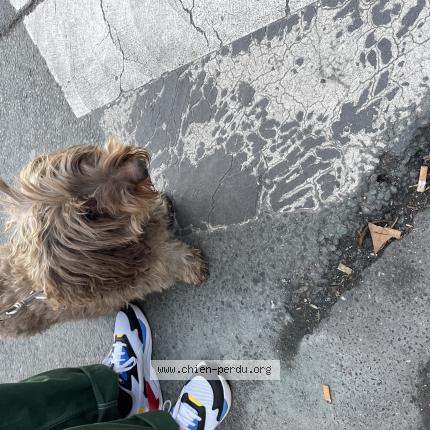 Photo de chien trouvé à Paris