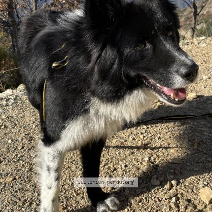 Photo 1/1 Chien retrouvé Perdu à Marseille