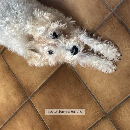 Photo de chien perdu à Graces