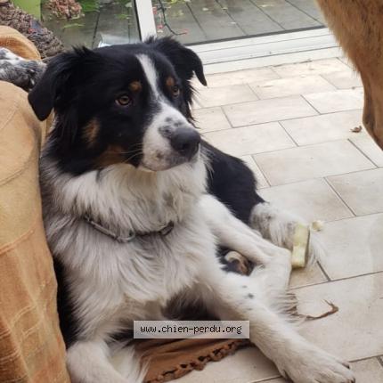 Photo 1/2 Chien retrouvé Perdu à La tronche