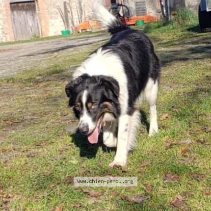 Photo 2/2 Chien retrouvé Perdu à La tronche