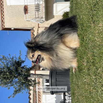 Photo de chien perdu à Escalquens