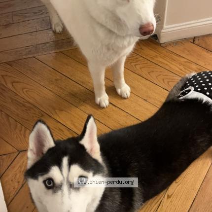 Photo 1/1 Chien retrouvé Perdu à Villeneuve la garenne