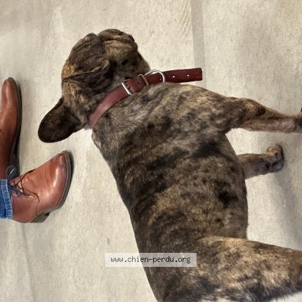 Photo de chien trouvé à Rennes