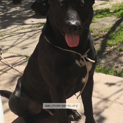 Photo 1/1 Chien retrouvé Perdu à Beaupuy