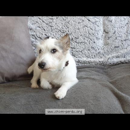 Photo de chien perdu à Puilboreau