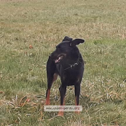 Photo de chien perdu à Pontcarre