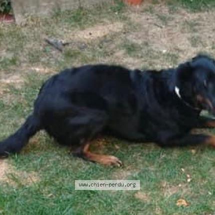 Photo 2/2 Chien retrouvé Perdu à Pontcarre