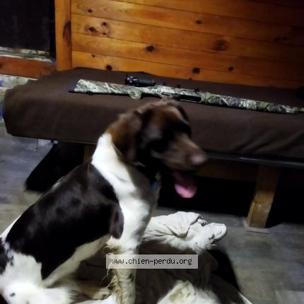 Photo de chien perdu à Brimeux