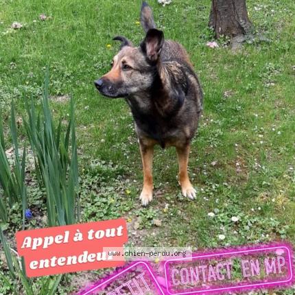 Photo de chien perdu à Bron