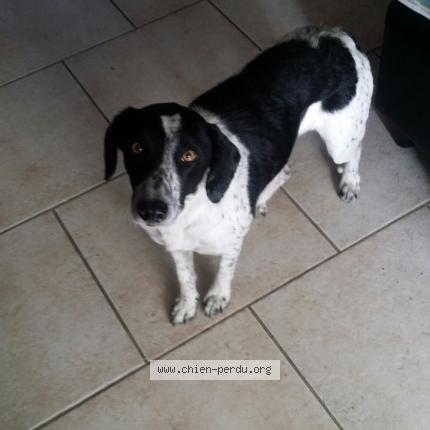 Photo de chien perdu à La Courtete