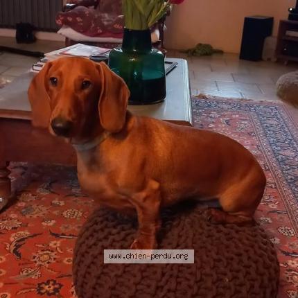 Photo de chien perdu à St Sever Noue De Sienne