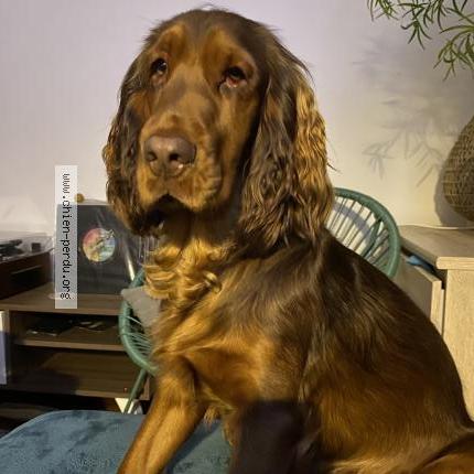 Photo de chien perdu à Rilleux