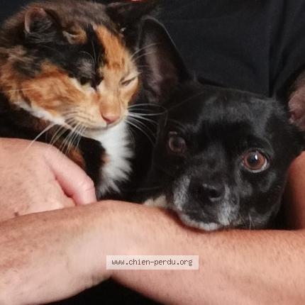 Photo 1/1 Chien retrouvé Perdu à Marseille