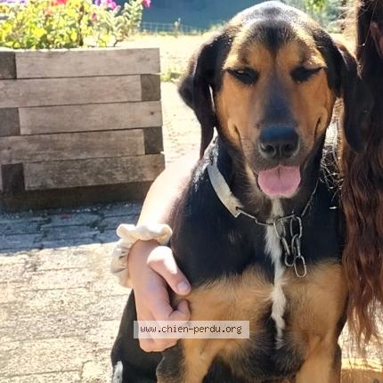 Photo 1/1 Chien retrouvé Perdu à Bathernay