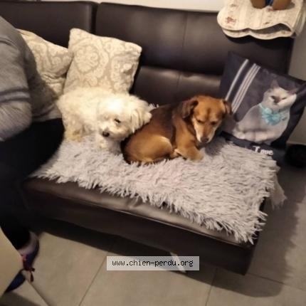 Photo de chien perdu à Vitrolles