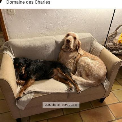 Photo 1/1 Chien retrouvé Perdu à Le muy