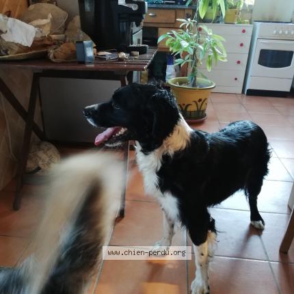 Photo 1/1 Chien retrouvé Trouvé à Brignoles