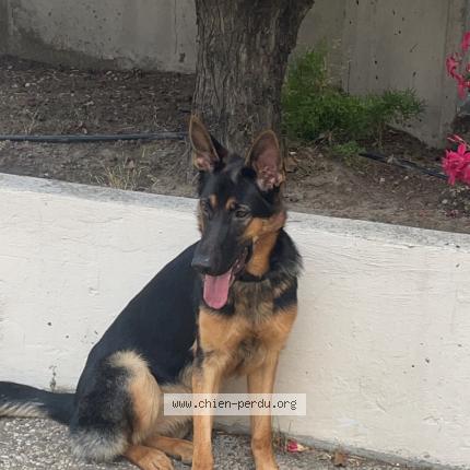 Photo 1/1 Chien retrouvé Perdu à Marseille