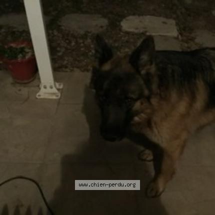 Photo 1/1 Chien retrouvé Trouvé à Mazan