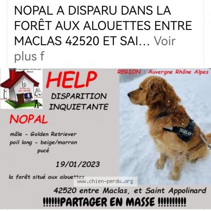 Photo de chien perdu à St Appolinard