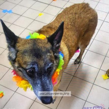 Photo 1/1 Chien retrouvé Perdu à Vannes