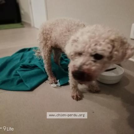 Photo de chien trouvé à Prefailles