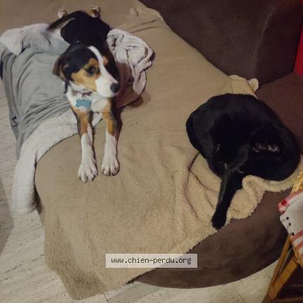 Photo de chien perdu à Bonson
