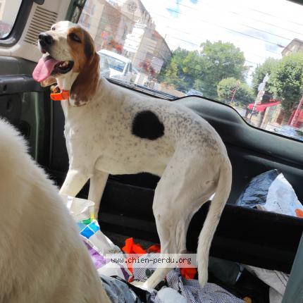 Photo 1/1 Chien retrouvé Perdu à Brenat