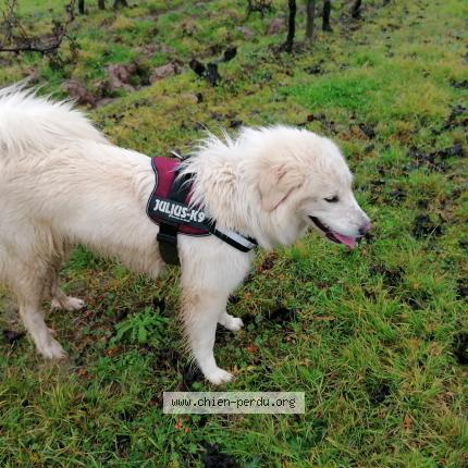 Photo de chien perdu à Juillac