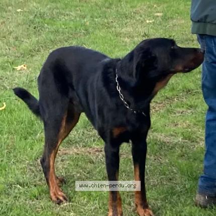 Photo 2/2 Chien retrouvé Perdu à Juillac