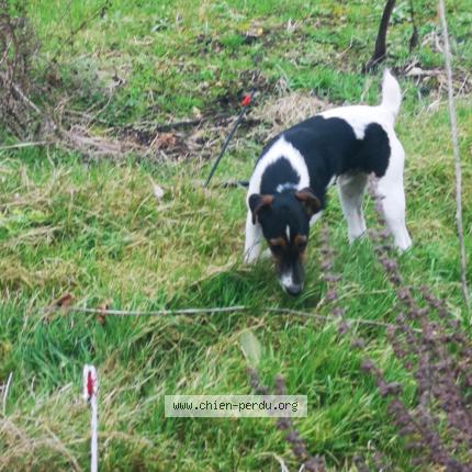 Photo de chien trouvé à Ernes