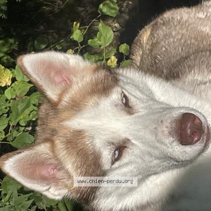Photo 1/1 Chien retrouvé Perdu à Auvers sur oise