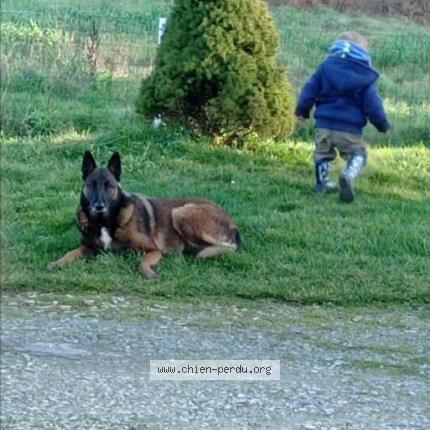Photo de chien perdu à St Vincent La Chatre