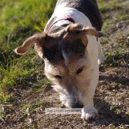 Photo de chien perdu à Vindelle