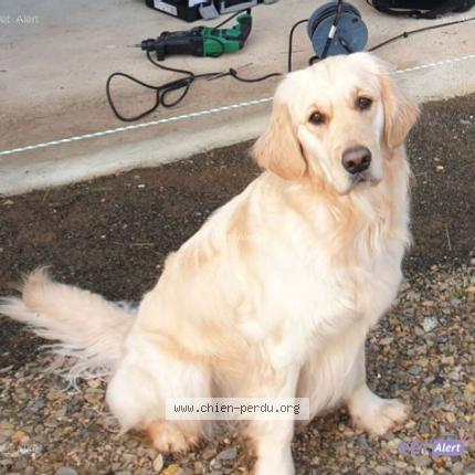 Photo 1/1 Chien retrouvé Perdu à Donzenac