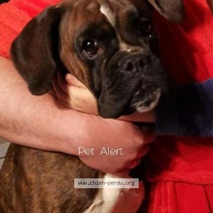 Photo de chien perdu à Menetou Salon