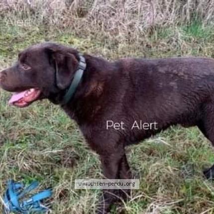 Photo 1/1 Chien retrouvé Perdu à Sainte marie