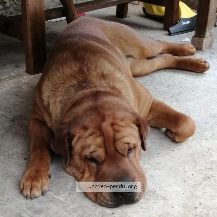 Photo 1/1 Chien retrouvé Perdu à Ceyssat