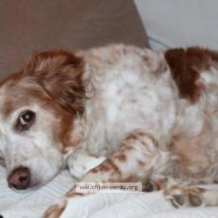 Photo 1/1 Chien retrouvé Perdu à Adainville