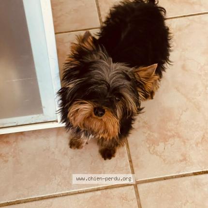 Photo de chien perdu à Montpellier