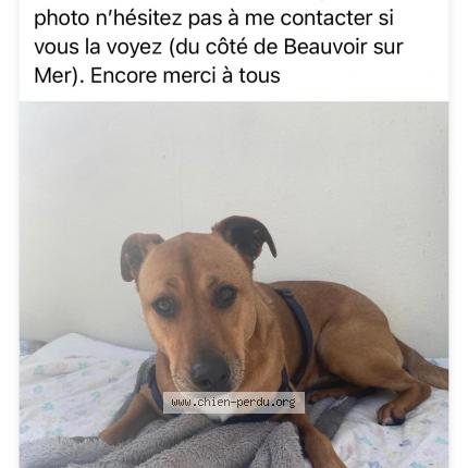 Photo 1/1 Chien retrouvé Perdu à Beauvoir sur mer