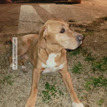 Photo 1/1 Chien retrouvé Trouvé à Roquebrune