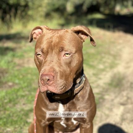 Photo 1/1 Chien retrouvé Perdu à Labenne