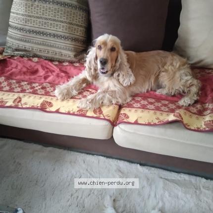 Photo de chien perdu à Vierzon