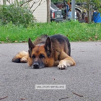 Photo 1/1 Chien retrouvé Perdu à Saint dolay