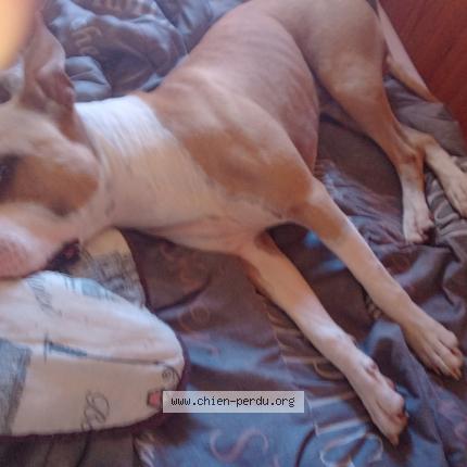 Photo de chien perdu à Les Issambres