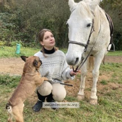 Photo de chien perdu à Poligny