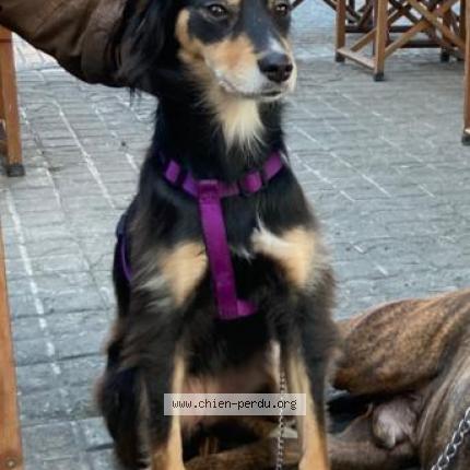 Photo de chien perdu à Pierrefitte Sur Seine
